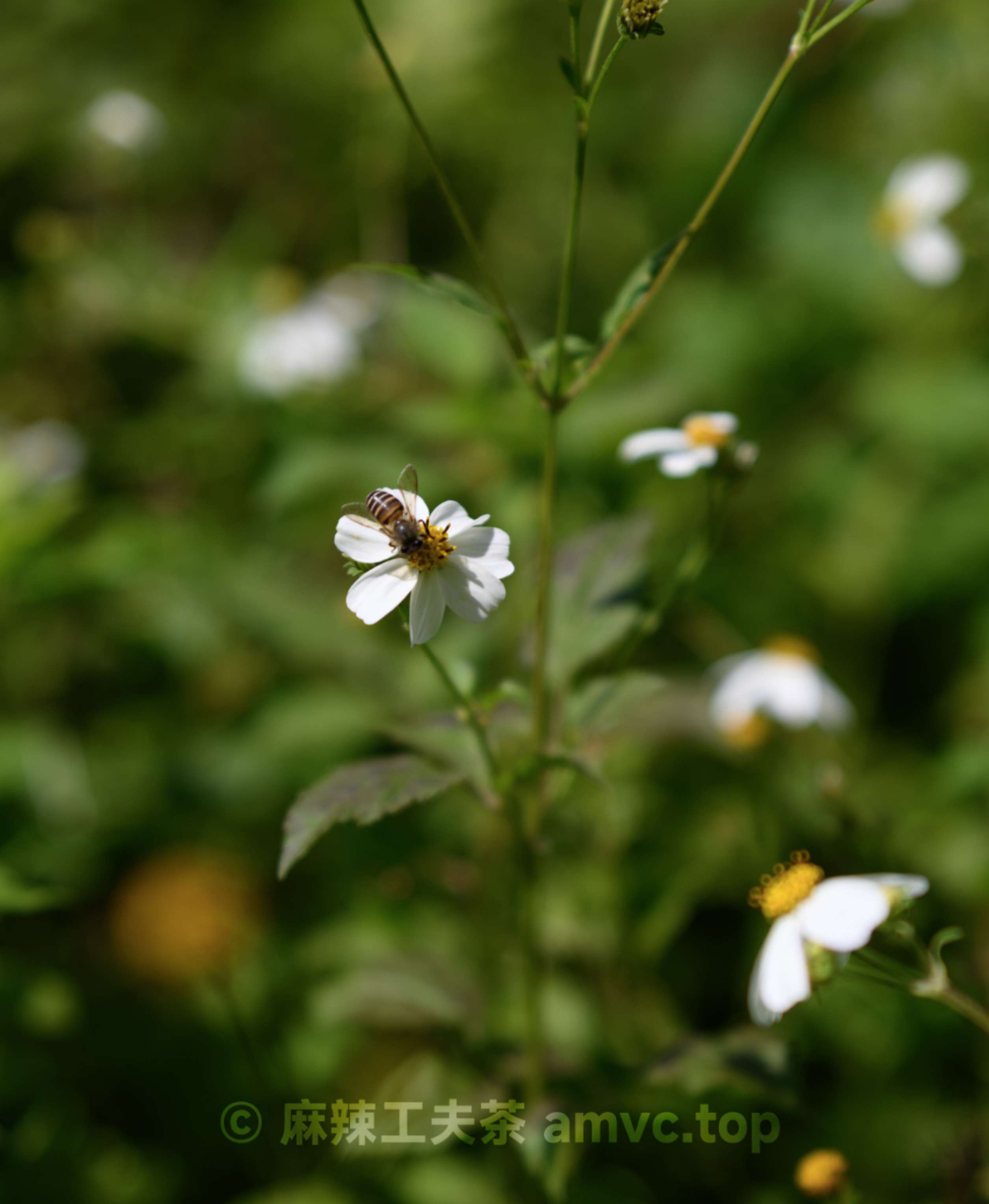 请勿转载 请勿转载
