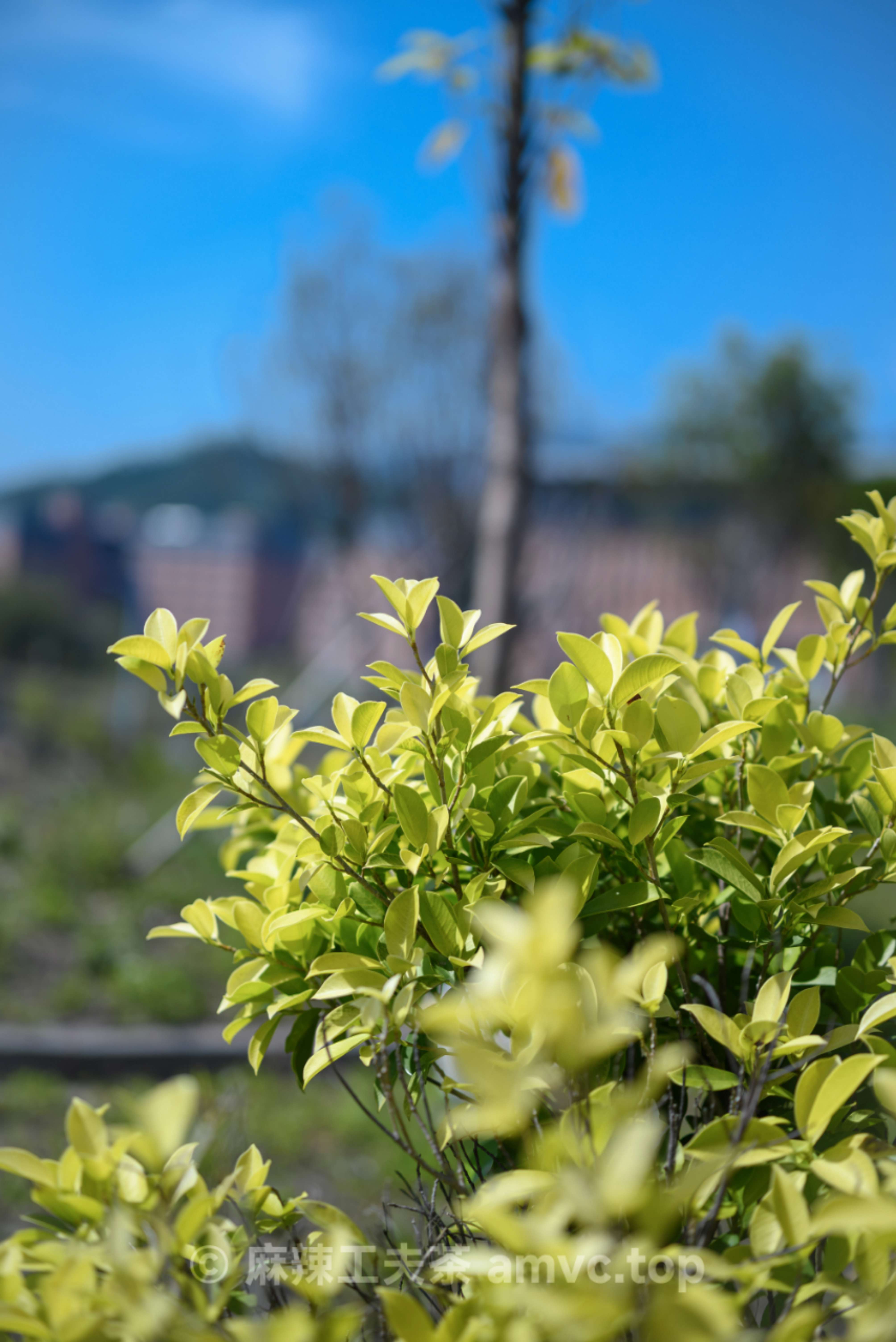 请勿转载 请勿转载