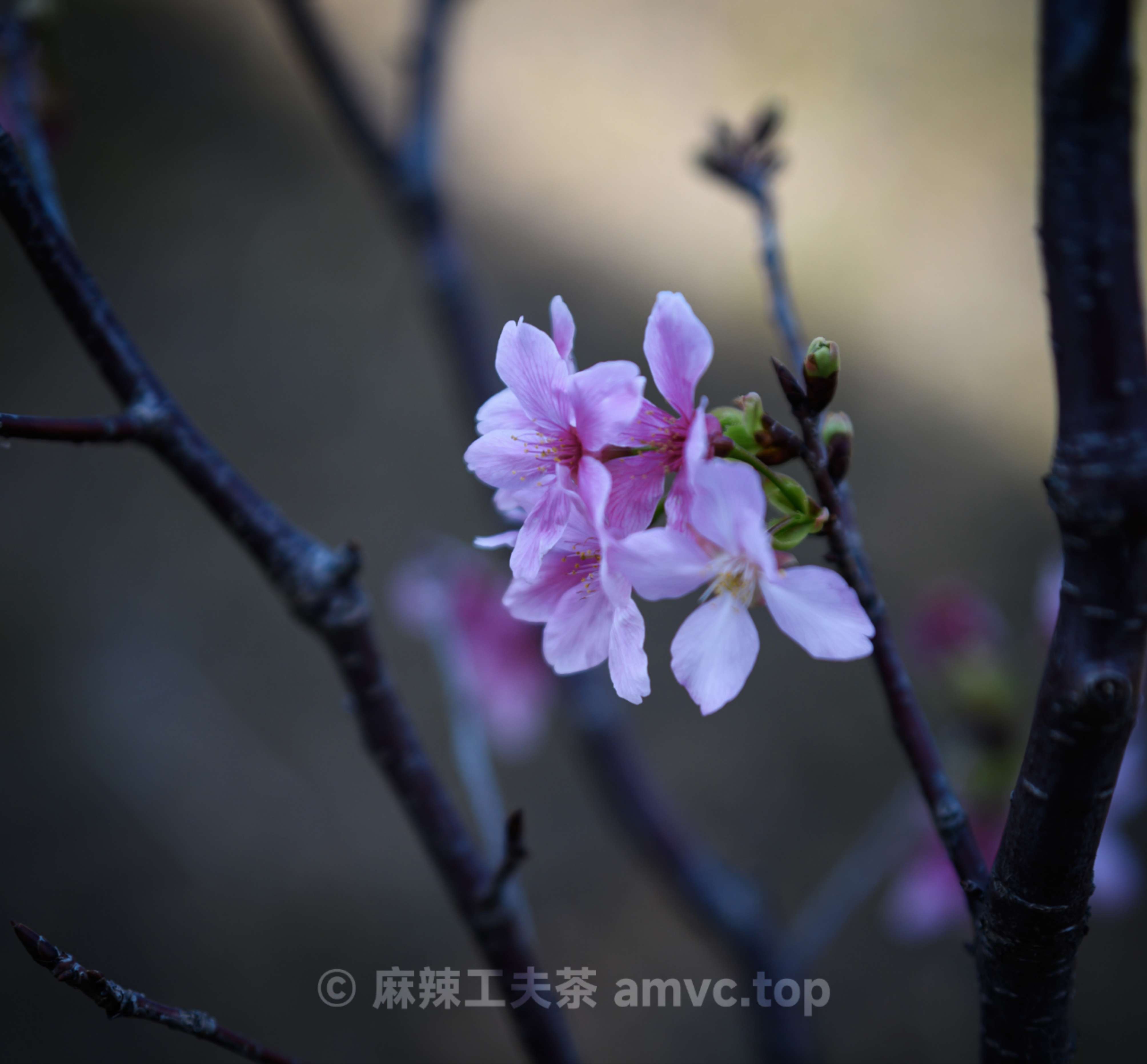 请勿转载 请勿转载