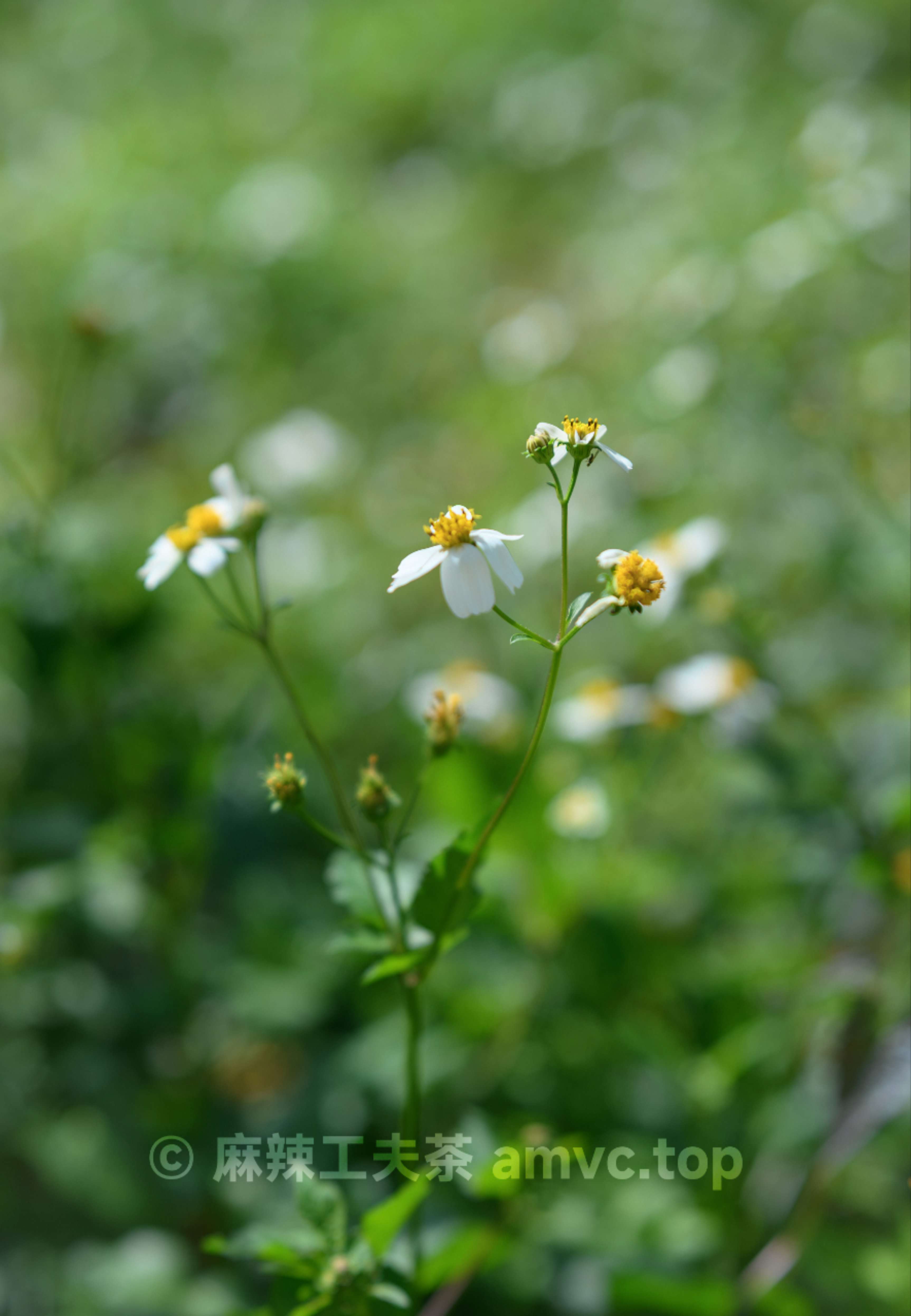 请勿转载 请勿转载