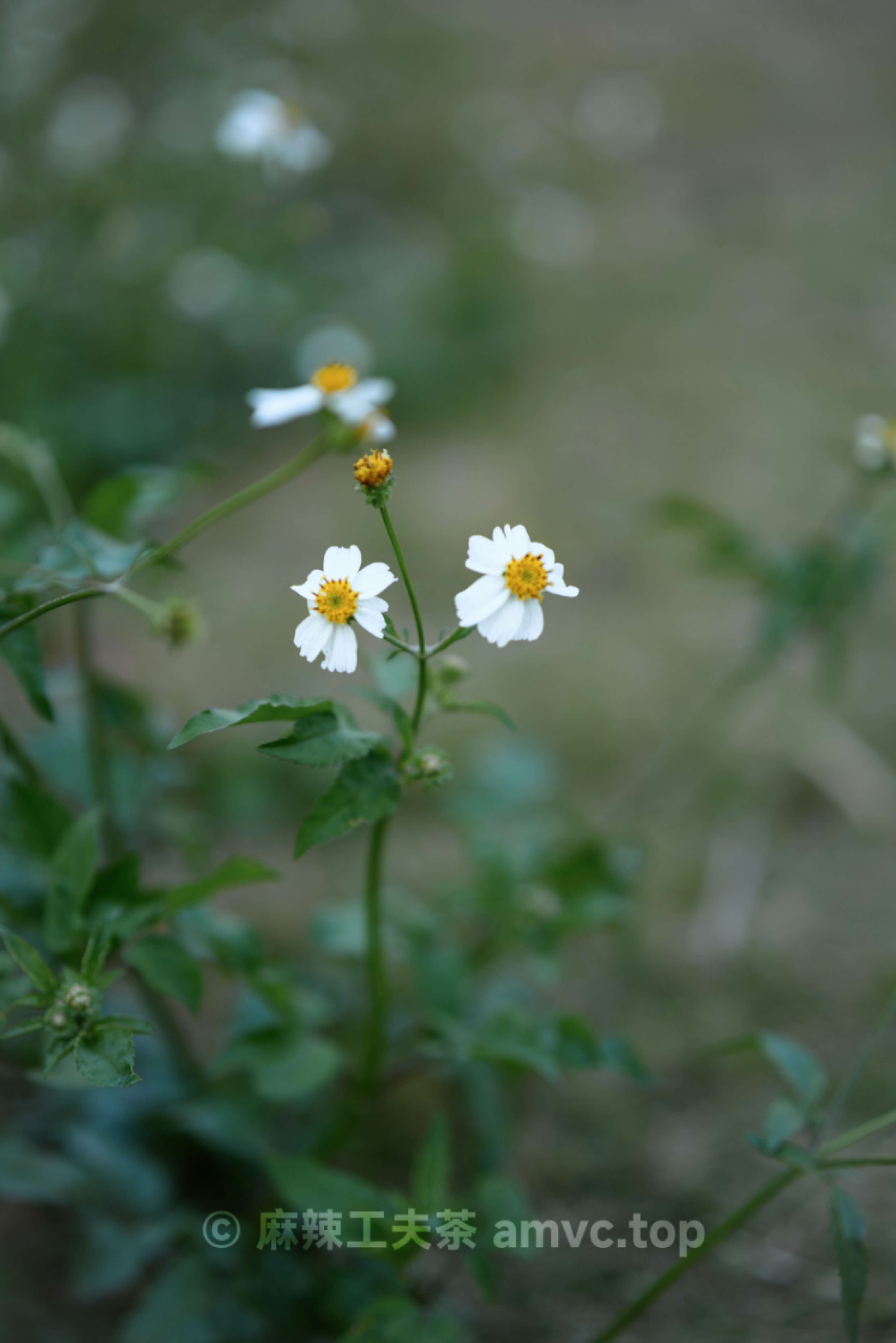 请勿转载 请勿转载