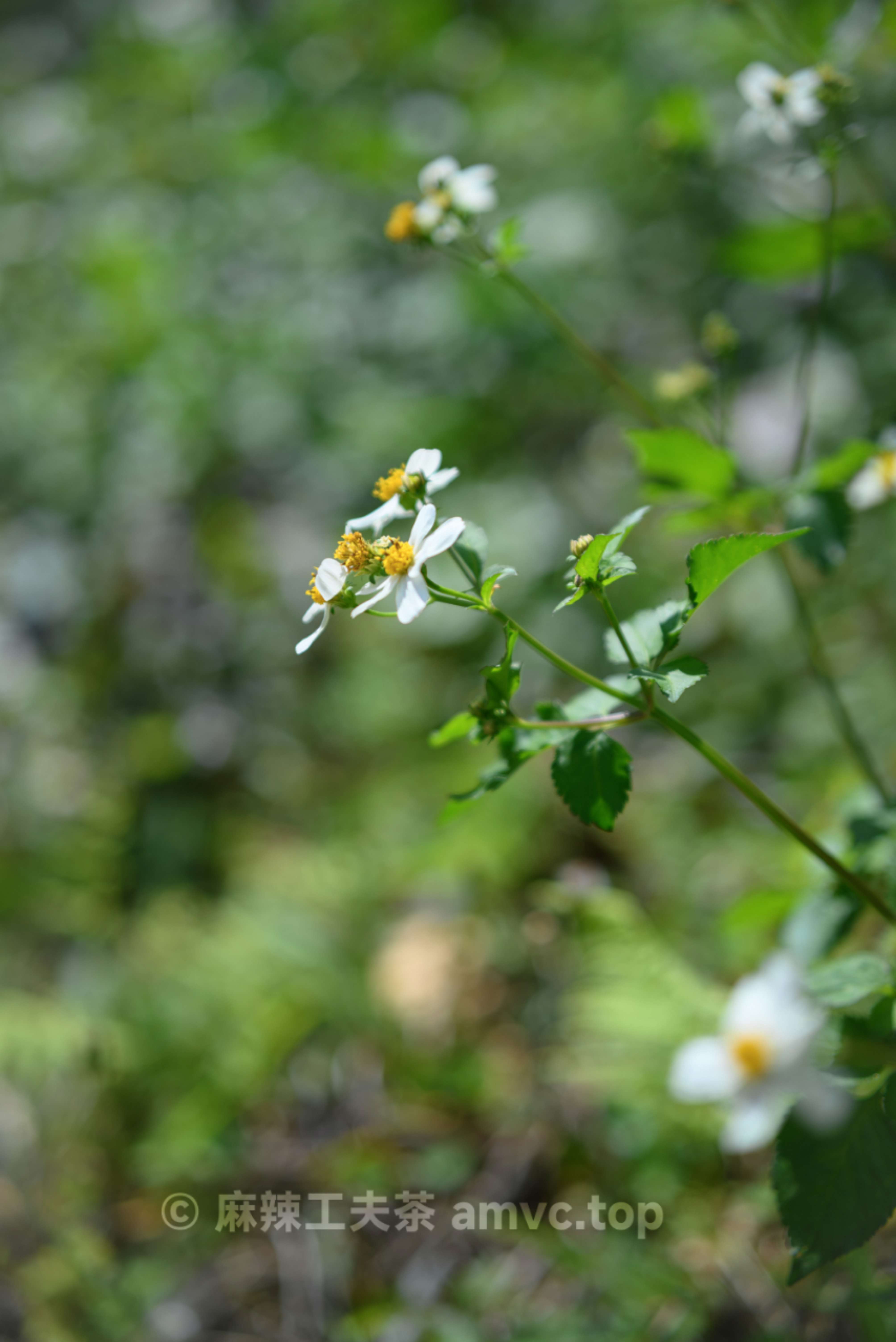 请勿转载 请勿转载